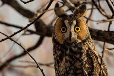 The long-eared owl's namesake "ears" on top of its head are used for camouflage and communication, but not for listening.  Its actual ears are located farther down, on either side of the head. Photo credit:  Kerry Hargrove