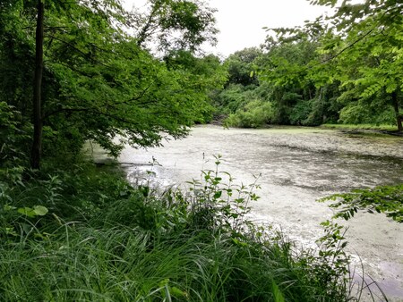 Delnor Woods in St. Charles in the morning