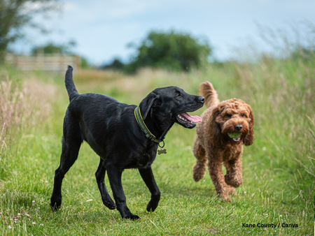 Starting in 2027, KCAC will begin issuing colored "Rabies Exempt" tags for medically exempt pets.