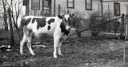 Cow outside the house on the property of Echo Valley Farm - date unknown