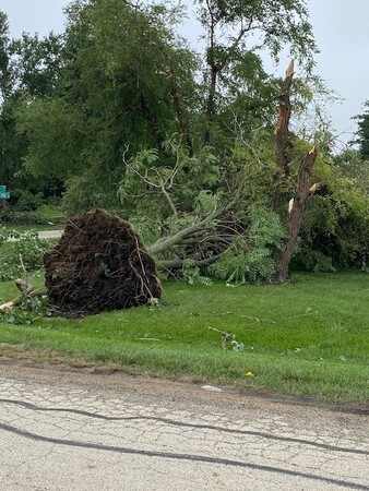 Downed tree in unincorporated Kane County 