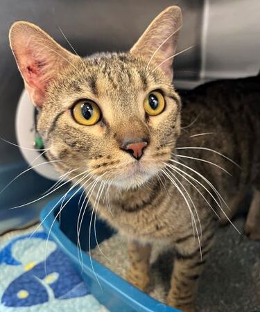 Broccoli is available for adoption at Kane County Animal Control.