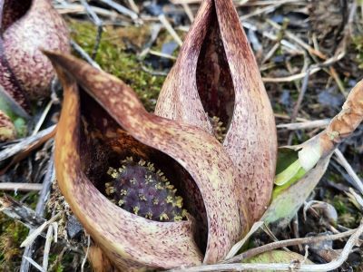 Skunk cabbage is northern Illinois' earliest blooming native wildflower, popping up in late winter in groundwater seeps, springs and fens. Photo by Jill Voegtle. 