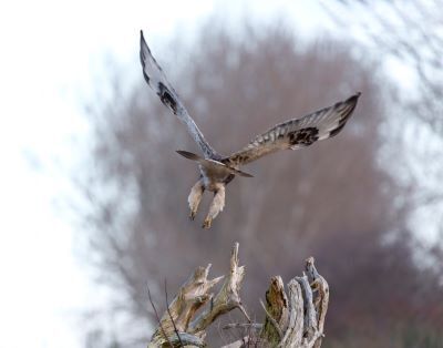 It's 'poofy pants' clearly visible, a rough-legged hawk takes off from a weathered perch. Photo credit: Devonyu