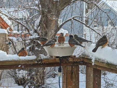 Robins in winter?? Plentiful food, water and shelter have led to year-round success for this popular, and populous, species.  