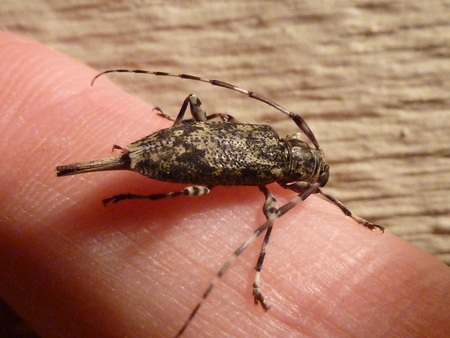 The long projection at the end of this long-horned beetle is an ovipositor, used for depositing eggs in wood. Graphisurus fasciatus targets dead and dying trees for egg laying; its activities aid in natural decomposition processes.