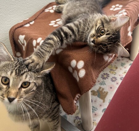 Meet Hootin’ & Hollerin’