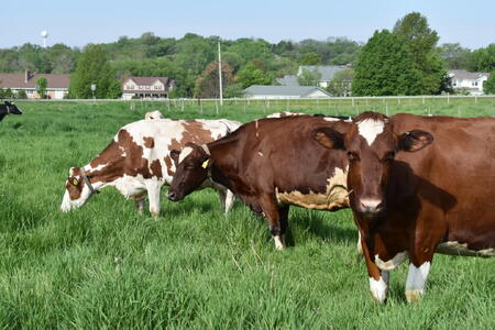 The family has been raising and milking Registered Holsteins on their Kane County land for decades, combining tradition with innovation to ensure their herd thrives.
