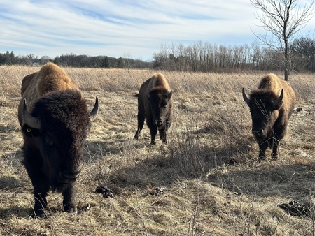 Bison at Burlington Prairie Forest Preserve