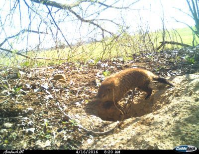 Trail cam photo courtesy of Forest Preserve District of Kane County