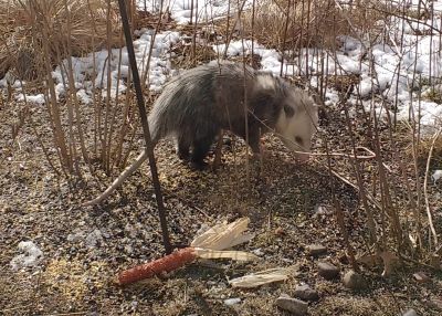 Opossums have a minimal ability to store fat and, as a consequence, in winter will often forego their nocturnal nature and forage during daylight hours. 