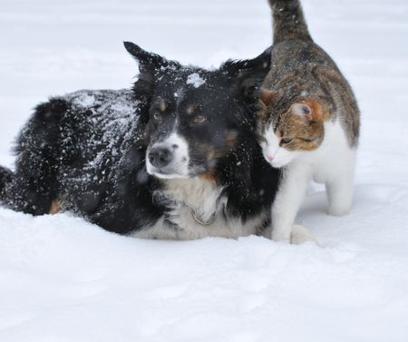 Pets in Winter 