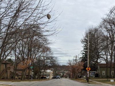 Bald-faced hornet nests, like this large one in St. Charles, are revealed when the leaves fall from the tree.  The former residents, a type of paper wasp, are gone but their frozen remains can provide valuable protein to winter wildlife