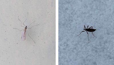 Besides sharing the trait of being active in winter, these insects also share a common ancestor and are members of the insect infraorder Tipulomorpha.  The winter crane fly kept its wings while the snow fly did not. 