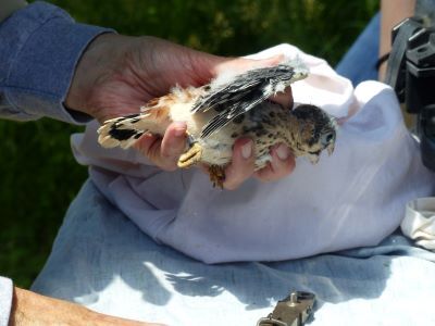 With assistance from wildlife biologists from the Forest Preserve District of Cook County, American kestrel chicks in the Kane County nest box program are weighed, measured and banded.       Photo credit:  John Heneghan