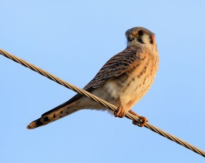 North America's smallest falcon, the American Kestrel. Photo by John Magera of the U.S. Fish and Wildlife Service. 
