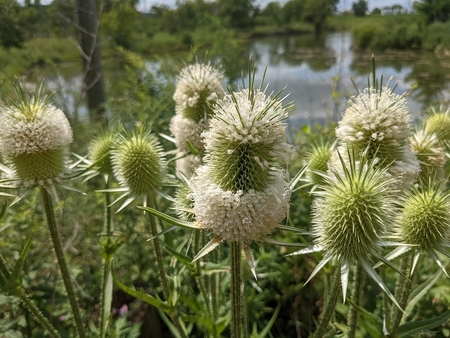 Two species of teasel occur in Illinois, Dipsacus fullonum and D. laciniatus, and both are equally invasive.  The plants were brought to the United States intentionally, but escaped cultivation and have proliferated, especially in disturned areas.  