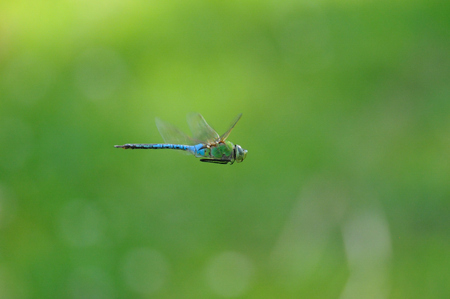 Like a fighter pilot on patrol, this green darner dragonfly scans his territory for prey as well as rival males.  iStock photo credit Kyle Reynolds 