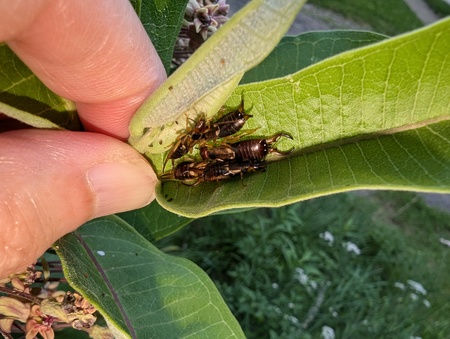 Earwig droppings contain an aggregation pheromone that attracts both adults and nymphs, resulting in earwig clusters like this one inside some milkweed leaves.  This plant was the only one among six milkweeds to host such a gathering. 