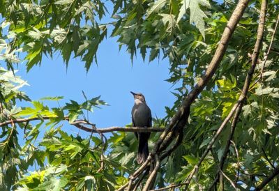 Perched in a silver maple, a male catbird pauses in between long phrases of song. 