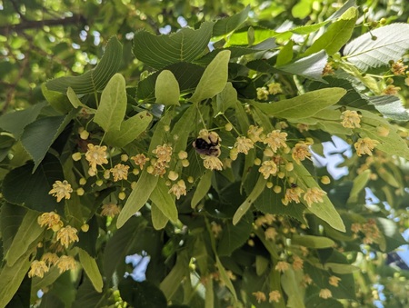 Neither bumble bees nor naturalists can resist the sweet smell of Tilia blossoms; the aromas are equally alluring- and perhaps even more so- at night. 