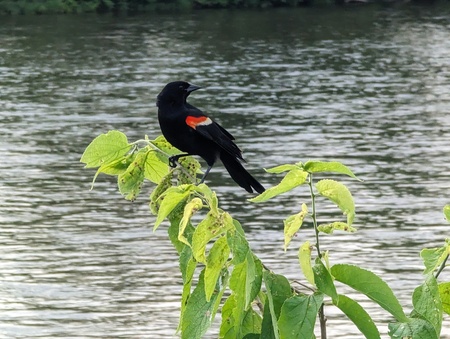 Perched atop a small hackberry tree, a male red-winged blackbird eyes a curious naturalist walking along the Fox River Trail in Geneva. 