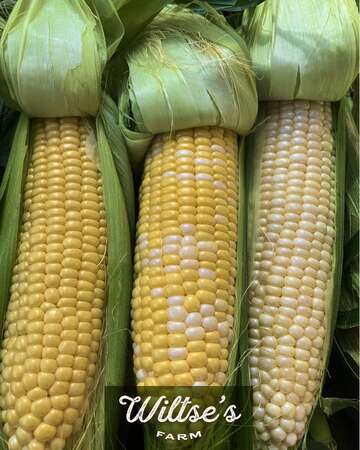 2nd photo Wiltse's.jpg