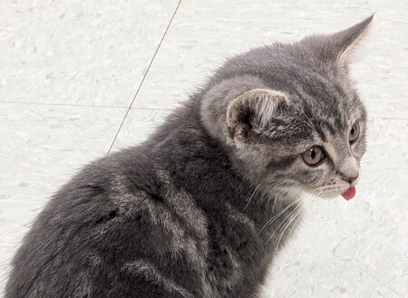 ALT Blep.jpg