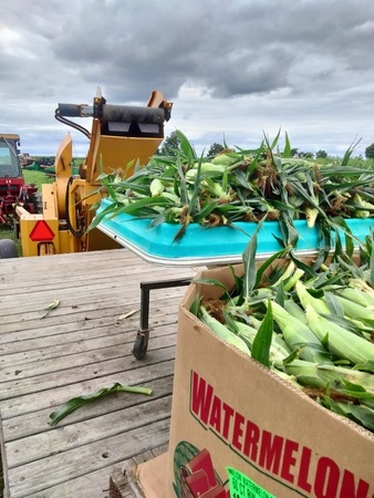 Sam the Sweetcorn.jpg