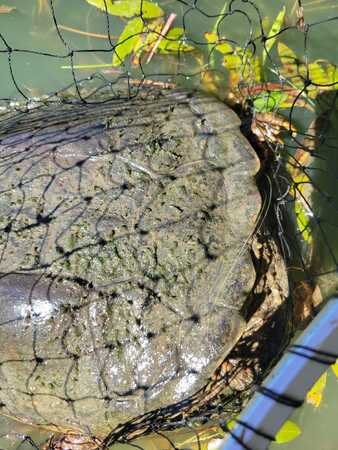 Snapping Turtle with Fishing Line.jpg