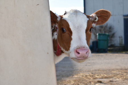 Lenkaitis Dairy calf 
