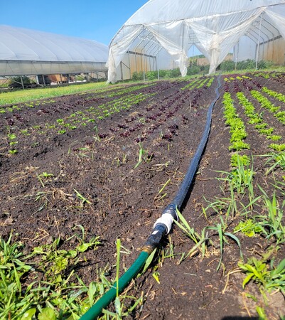 Mighty Greens growing field 