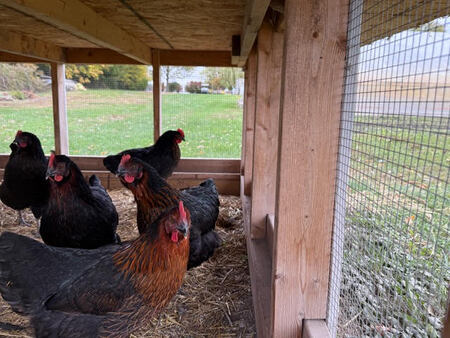 Chickens (003).jpg