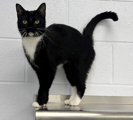 Royal3.jpg