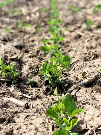 Soybean1Long.jpg