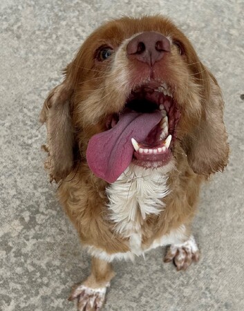 Tommy tongue.jpg