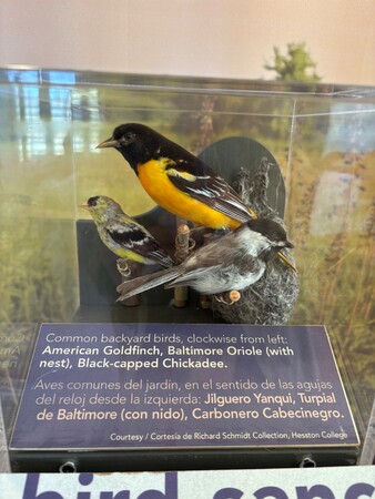 birds 1.jpg