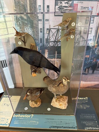 birds 4.jpg