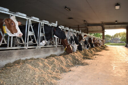 Lenkaitis Dairy cows eating hay