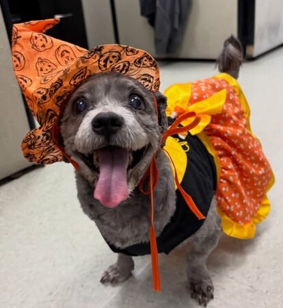 Meet Lola Lumphrey!