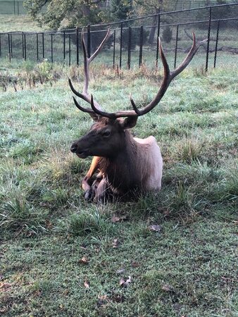 Lords Park Zoo Elk 