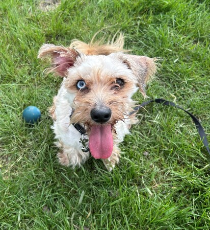 Meet Louie
