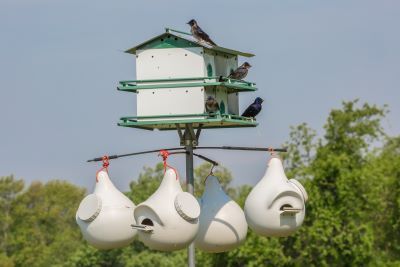 As social birds that are aerial insectivores, purple martins require treeless open space around their housing.  Photo Credit:  William Sherman