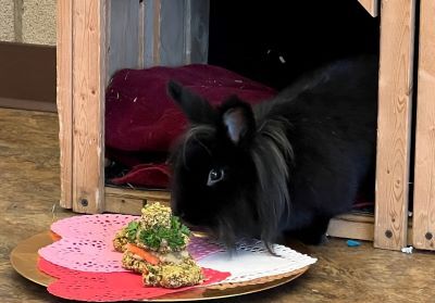 Mopsy is one of Hickory Knolls Discovery Center's resident rabbits.  She helps educate visitors about the complex care needs pet bunnies require. 