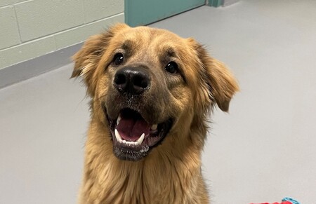 Reggie is Ready for Adoption 