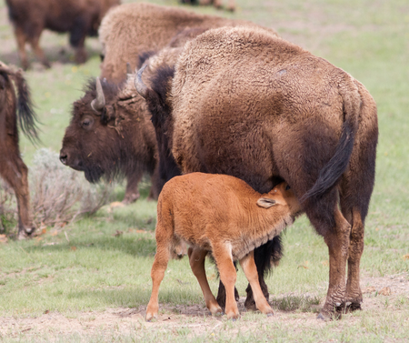 American Bison 