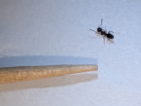 Small bordering on teensy, Tapinoma sessile measures just under 1/8-in. in length.  Pictured here next to a toothpick, it's an ant that shows up regularly in houses each spring. 