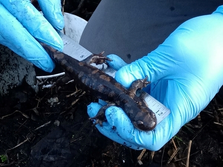 After being counted, measured and sexed, tiger salamanders in the St. Charles Park monitoring program are released in their  breeding pond.  The presence of a healthy population of salamanders is an indicator of a healthy habitat.  