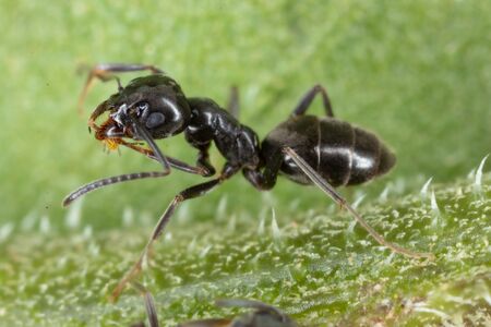 Odorous house ants' natural habitat is outdoors but, drawn by easy access to food and shelter, they often find their way into homes. Credit:  Wirestock 