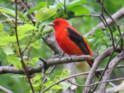 Sharp dressed in red and black, a male scarlet tanager pauses for his closeup before resuming his foraging activities.  Photo by Nikki Dahlin